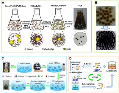 Recent advances in the construction of biocomposites based on fungal mycelia